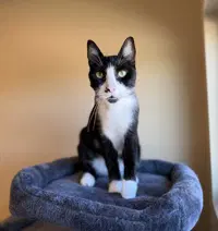 Gatsby - Domestic Short Hair
