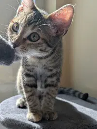 Andromeda - Domestic Short Hair