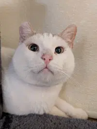 Boots - Domestic Short Hair