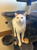 Boots - Domestic Short Hair