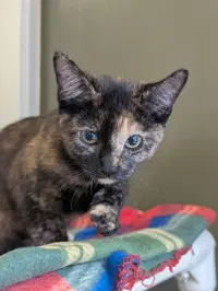 Halley - Domestic Short Hair
