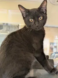 Vortex - Domestic Short Hair