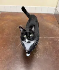 Milkshake - Domestic Short Hair