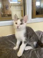 Beetle - Domestic Short Hair