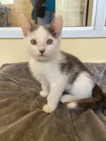 Dragonfly - Domestic Short Hair