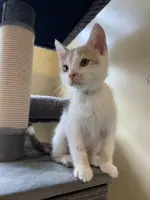 Firefly - Domestic Short Hair