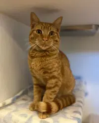 Tweety - Domestic Short Hair