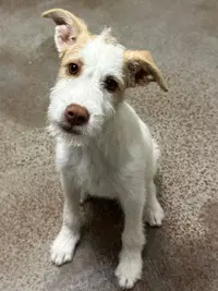 Petal - Terrier