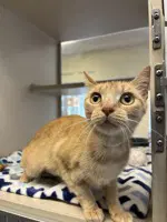 Cleo - Domestic Short Hair