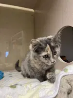 Ladybug - Domestic Medium Hair