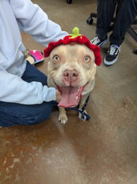 picture of the dog needing adoption