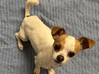 Hercules - Chihuahua