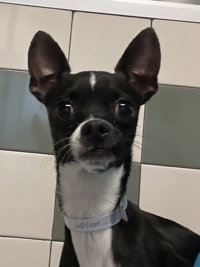 picture of the dog needing adoption