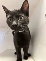 Chip - Domestic Short Hair