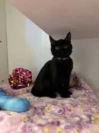 Daffy - Domestic Short Hair