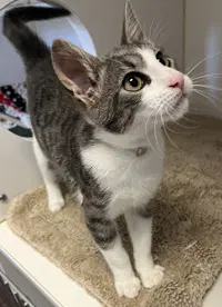 Oogie - Domestic Short Hair