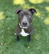 Juniper - American Pit Bull Terrier