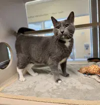 Meeshka - Domestic Short Hair