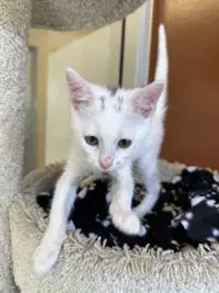 Boo - Domestic Short Hair