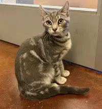 Chaichai - Domestic Short Hair