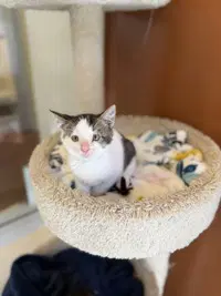 Corndog - Domestic Short Hair