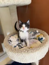 French Fry - Domestic Short Hair