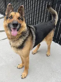 Rex - German Shepherd Dog