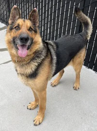 Rex