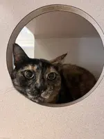 Lucy image 1