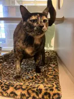 Lucy - Domestic Short Hair