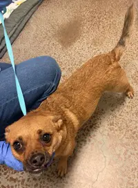 Sparky - Chihuahua
