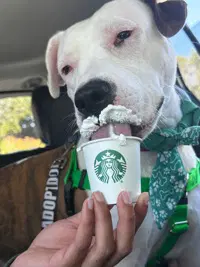 Ziya - American Pit Bull Terrier
