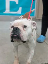Zoey - English Bulldog