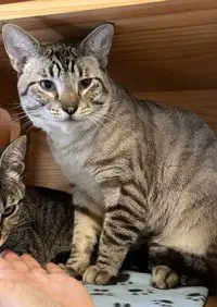 Micheladas - Domestic Short Hair
