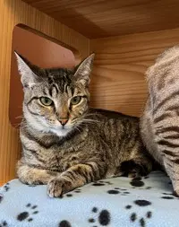 Tobia - Domestic Short Hair