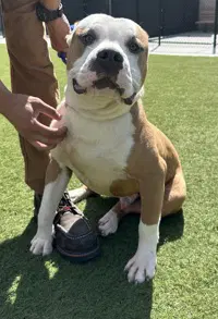 Cleveland - Pit Bull Terrier