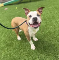 Cleveland - Pit Bull Terrier