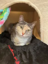 Bella - Domestic Short Hair