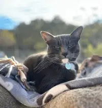Fifi - Domestic Short Hair