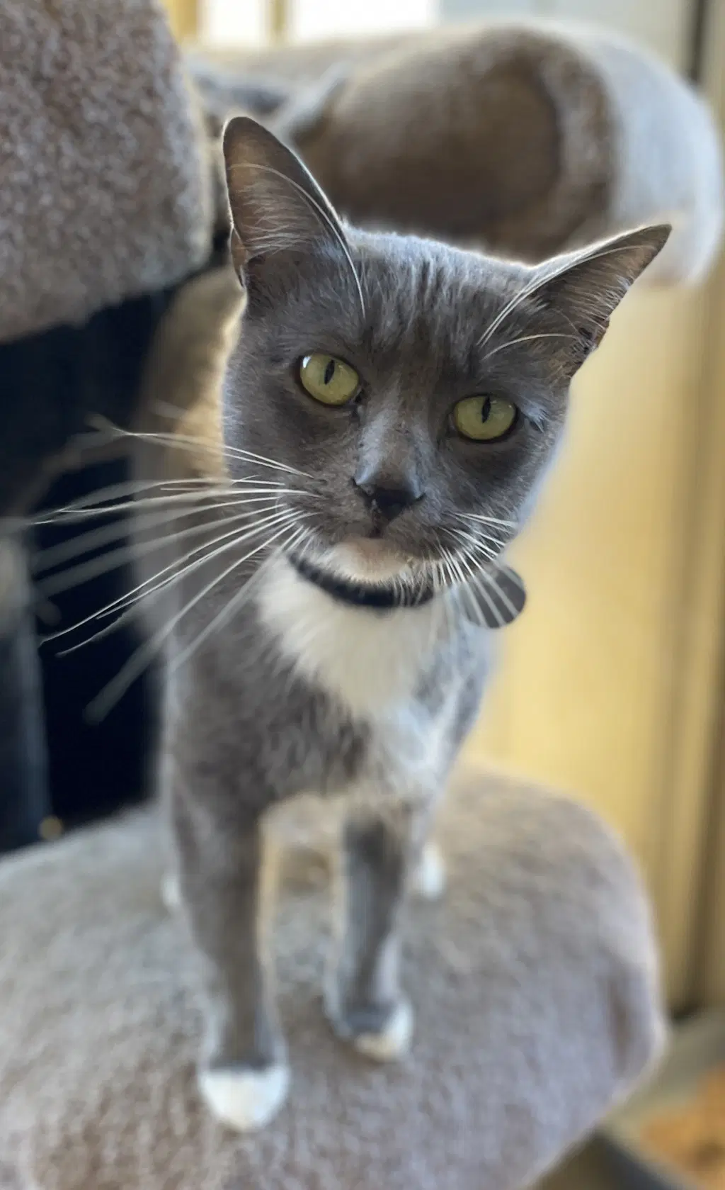 Fifi image 2
