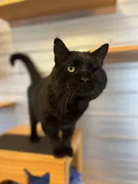 Gus - Domestic Short Hair