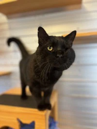 Gus