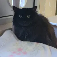 Mufasa - Domestic Short Hair