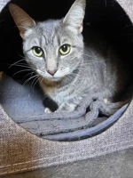 Milo