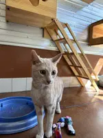Leo - Domestic Short Hair