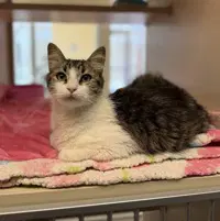 Junie - Domestic Medium Hair