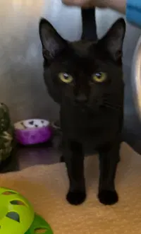 Nina - Domestic Short Hair
