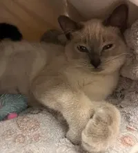 Sadie - Domestic Short Hair