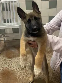 Boots - Belgian Shepherd Dog Sheepdog