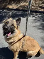 Heidi - Belgian Shepherd Dog Sheepdog